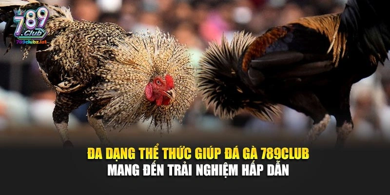 Đa dạng thể thức giúp đá gà 789Club mang đến trải nghiệm hấp dẫn