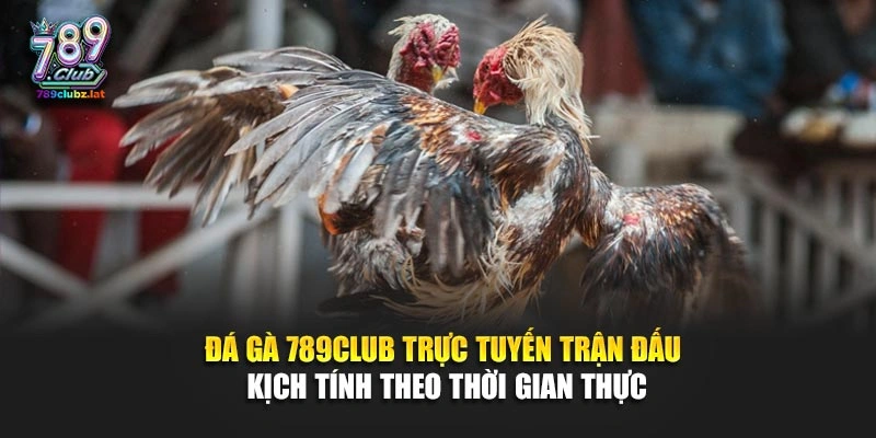 Đá gà 789Club trực tuyến trận đấu kịch tính theo thời gian thực