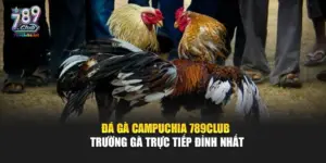 Đá Gà Campuchia 789Club – Trường Gà Trực Tiếp Đỉnh Nhất