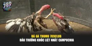 Đá Gà Thomo 789Club – Đấu Trường Khốc Liệt Nhất Campuchia