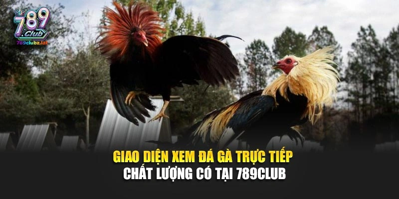 Giao diện xem đá gà trực tiếp chất lượng có tại 789Club