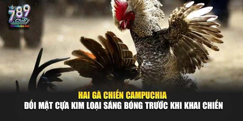 Hai gà chiến Campuchia đối mặt cựa kim loại sáng bóng trước khi khai chiến