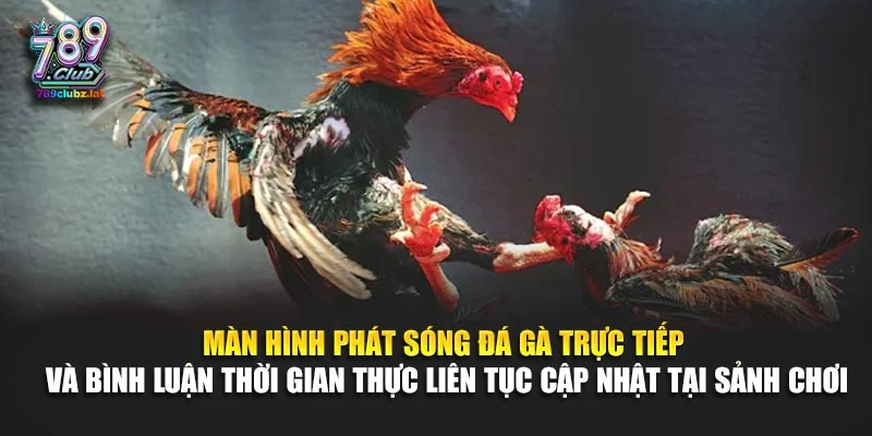 Màn hình phát sóng đá gà trực tiếp và bình luận thời gian thực liên tục cập nhật tại sảnh chơi
