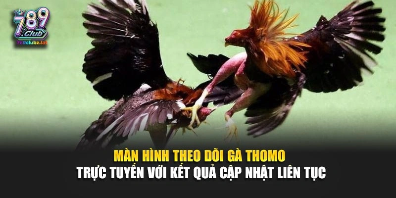 Màn hình theo dõi gà Thomo trực tuyến với kết quả cập nhật liên tục