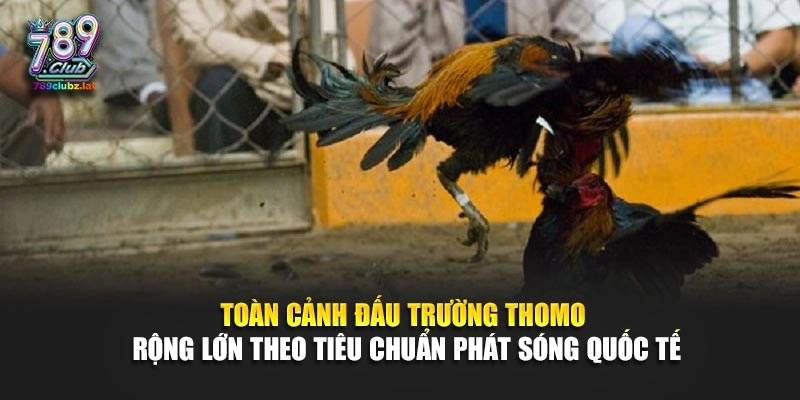 Toàn cảnh đấu trường Thomo rộng lớn theo tiêu chuẩn phát sóng quốc tế