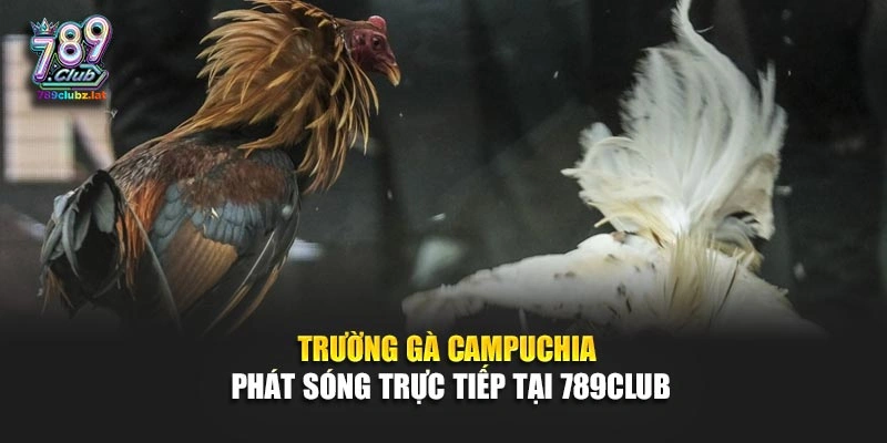 Trường gà Campuchia phát sóng trực tiếp tại 789Club