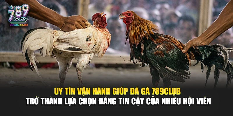 Uy tín vận hành giúp đá gà 789Club trở thành lựa chọn đáng tin cậy của nhiều hội viên