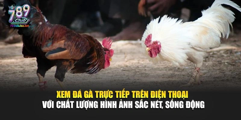 Xem đá gà trực tiếp trên điện thoại với chất lượng hình ảnh sắc nét, sống động